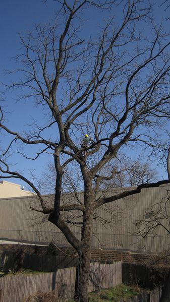 File:Climbing1.jpg
