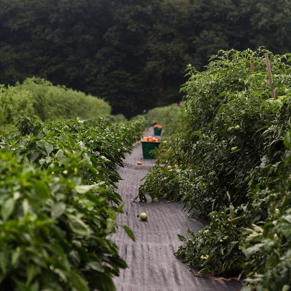 File:TheCommonMarket.jpg